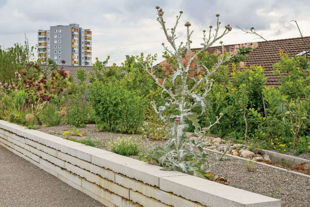 «Insektenautobahn», Überlandpark Zürich, 2025 Krebs und Herde Landschaftsarchitekten © Amt für Städtebau Zürich Foto: Juliet Haller