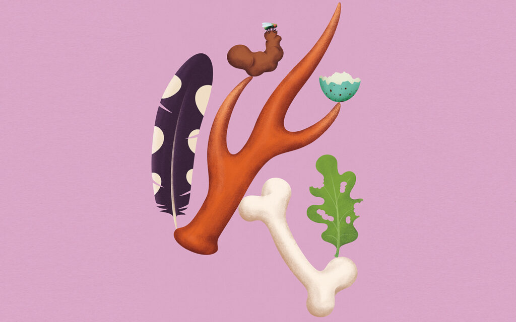 Ausschnitt Plakat «Spuren», © Naturmuseum St.Gallen, 2026