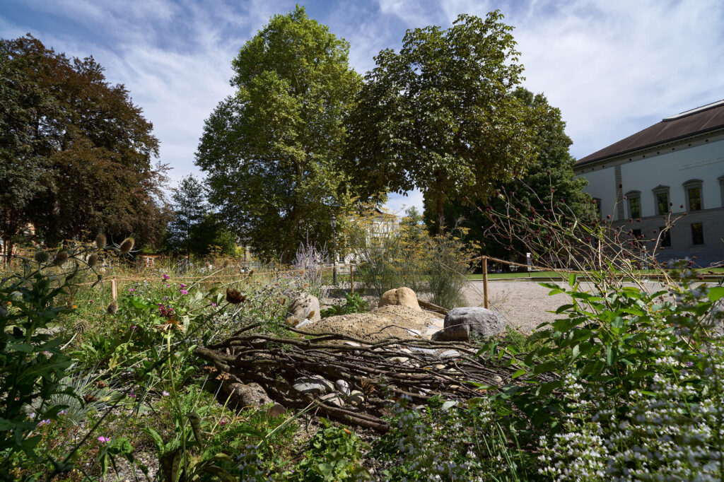 Biotopstruktur im Stadtgarten Winterthur, 2025 Stadtwildnis Winterthur © Michael Wiesner, Stadtgrün Winterthur