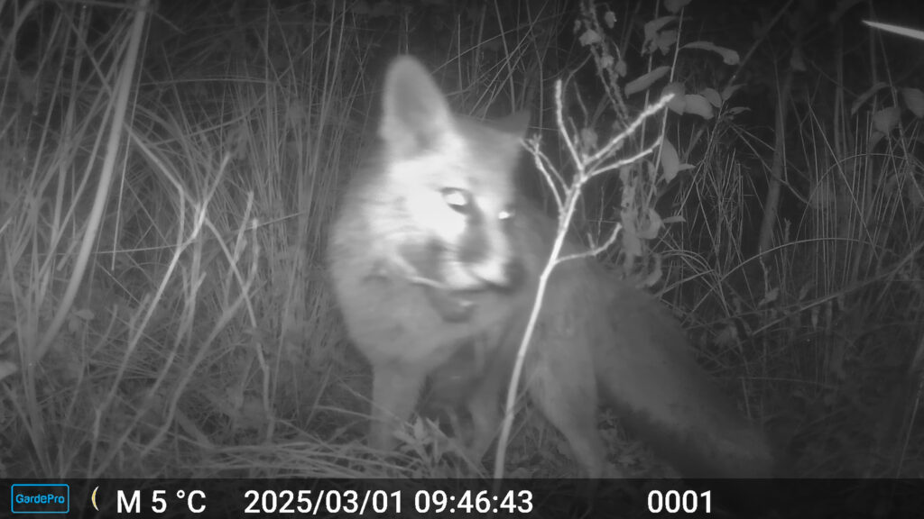 Aufnahmen Wildtierkamera im Miyawaki-Wald in Rapperswil, 2025 © ILF Institut für Landschaft und Freiraum, Team ÖPfl Ökologie und Pflanzenverwendung Rapperswil