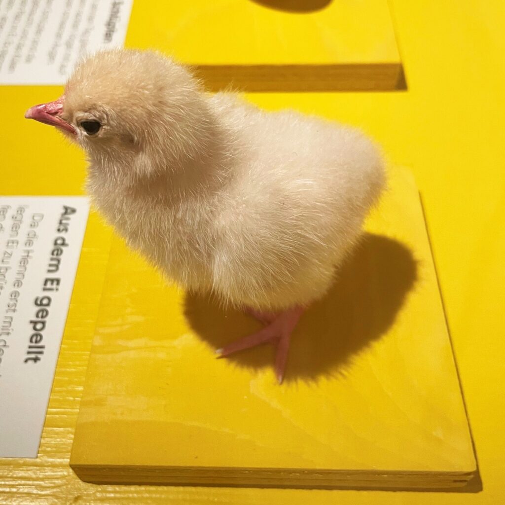 Aus der Ausstellung «Hühner» - Foto: © Naturmuseum Solothurn, 2026 Das Wunder «Ei» und wie es funktioniert – in der Ausstellung erklärt. Bildquelle: Naturmuseum Thurgau