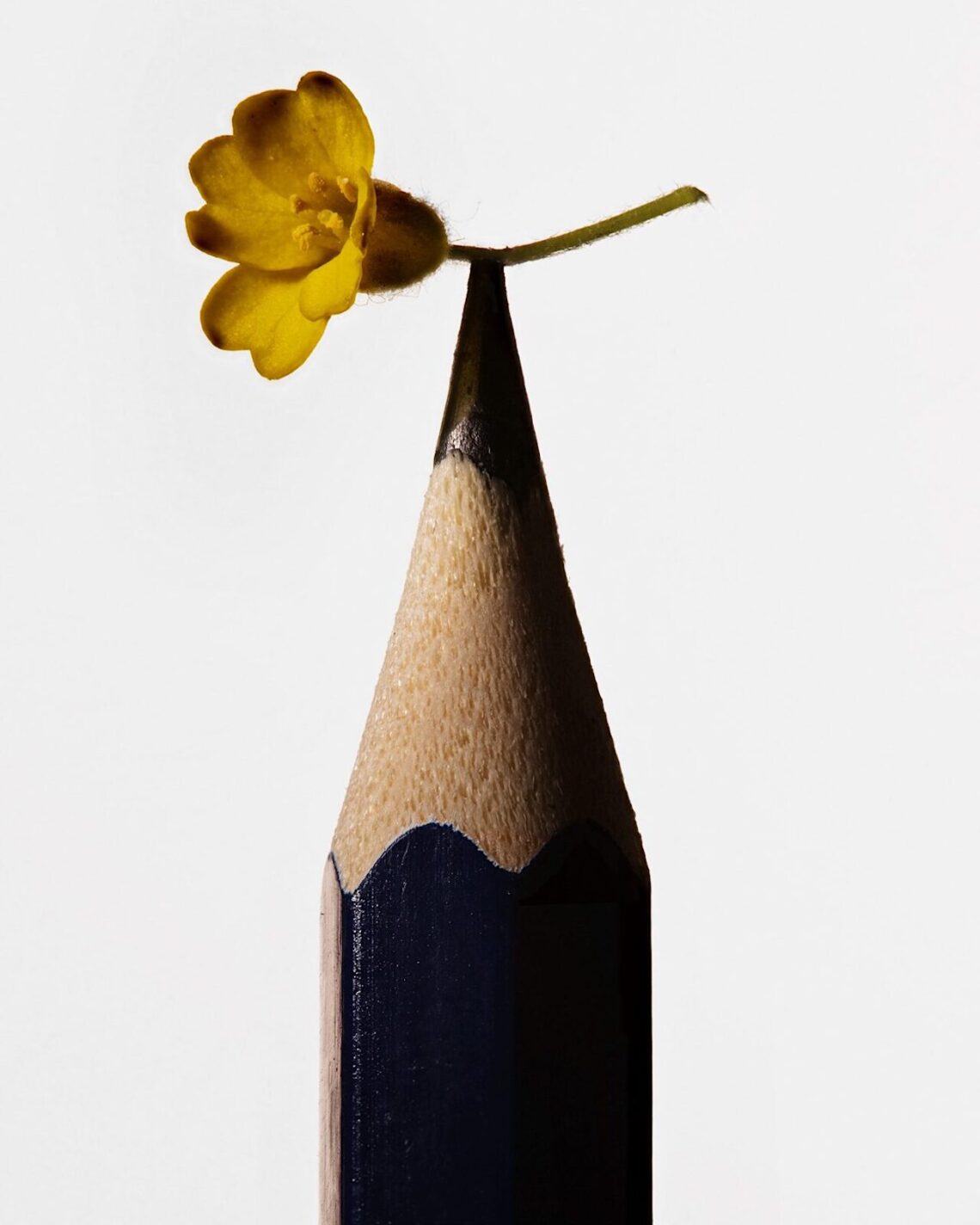 Nicolas Polli, Per fare tutto, ci vuole un fiore, 2025 Courtesy de l’artiste