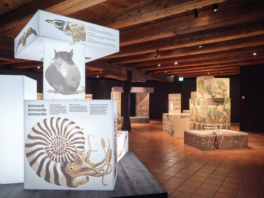 Ausstellungsansicht «Unsichtbar? Tiere im Verborgenen», Museum Luzern, 2026 - Foto: Gabriel Ammon / AURA