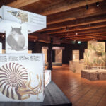 Ausstellungsansicht «Unsichtbar? Tiere im Verborgenen», Museum Luzern, 2026 - Foto: Gabriel Ammon / AURA