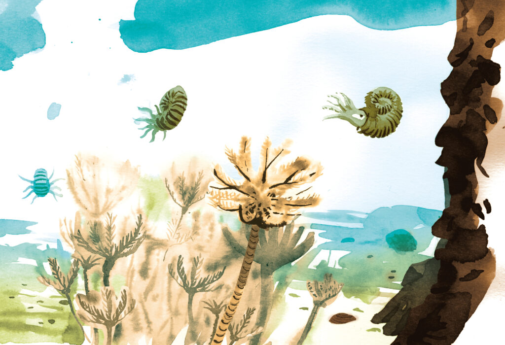 Verborgen in der Zeit: der Ammonit, Illustration: Lorenz Rieser