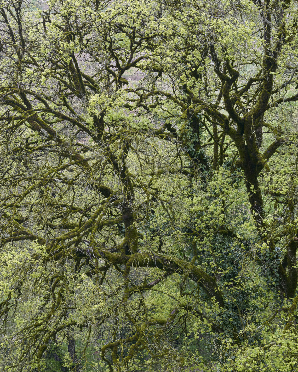 Parc de Szilassy©Cedric Widmer/BA26_03.jpg.jpg