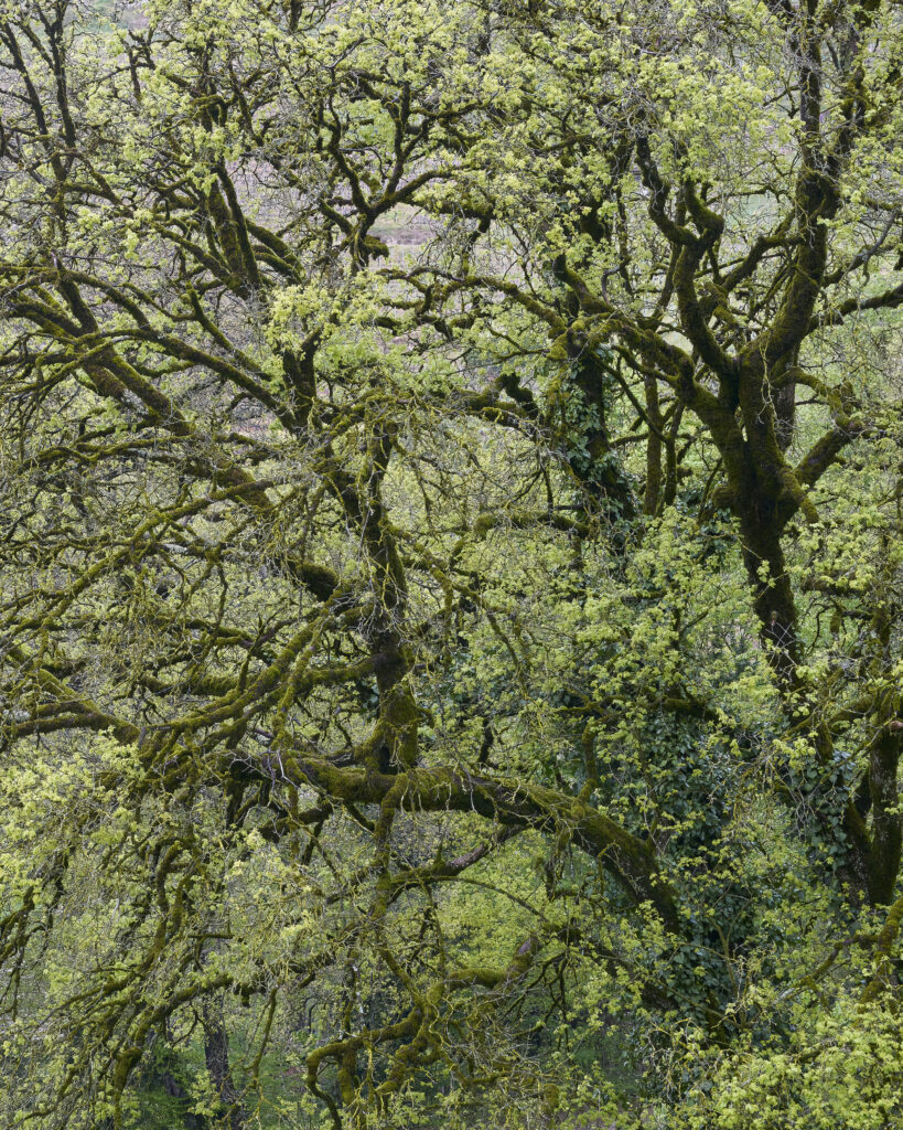 Parc de Szilassy©Cedric Widmer/BA26_03.jpg.jpg