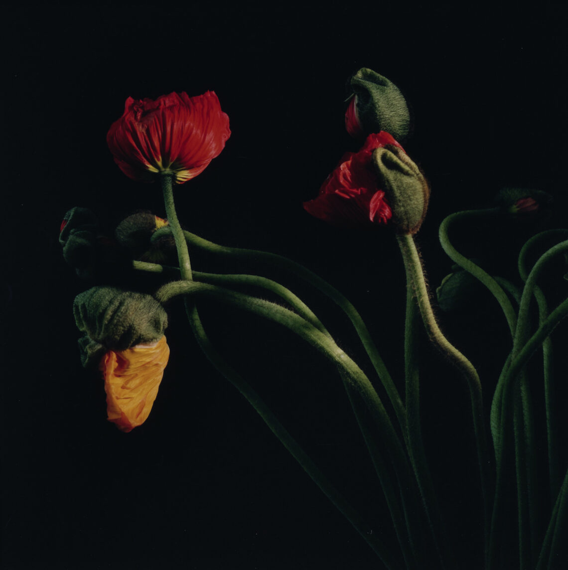 Inv. Nr. BBU_A_01_04-24_01, Balthasar Burkhard, Landschaft & Blumen, 2007-2009, C-Print, PE-Papier, Vintage Abzug - © Vida Burkhard / Fotostiftung Schweiz