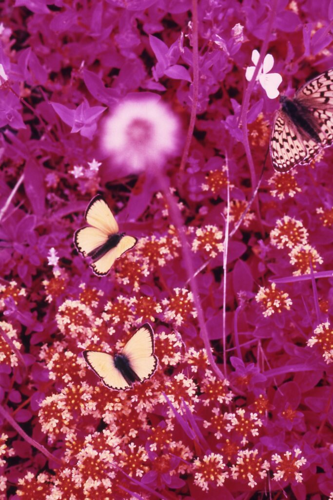 Simone Kappeler, Bläulinge und Perlmutterfalter, Val Sumvitg, 2.7.2005, Ilfochrome Color Print (Infrarotaufnahme). © Simone Kappeler