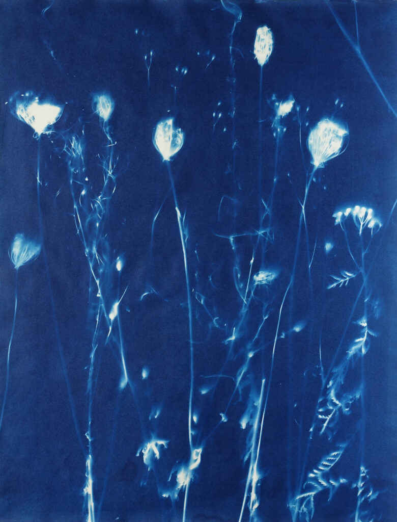 Simone Kappeler, Buntbrache mit Wilder Möhre und Rainfarn, Sandplatte, 8.12.2016, Cyanotypie auf Seidelbastpapier. © Simone Kappeler