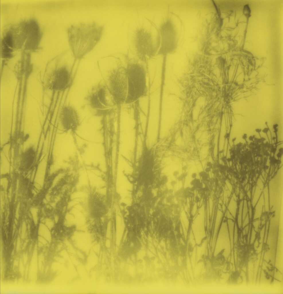 Simone Kappeler, Buntbrache I, Fruthwilen, 3.1.2017, Fujiflex Color Print von Polaroid. © Simone Kappeler