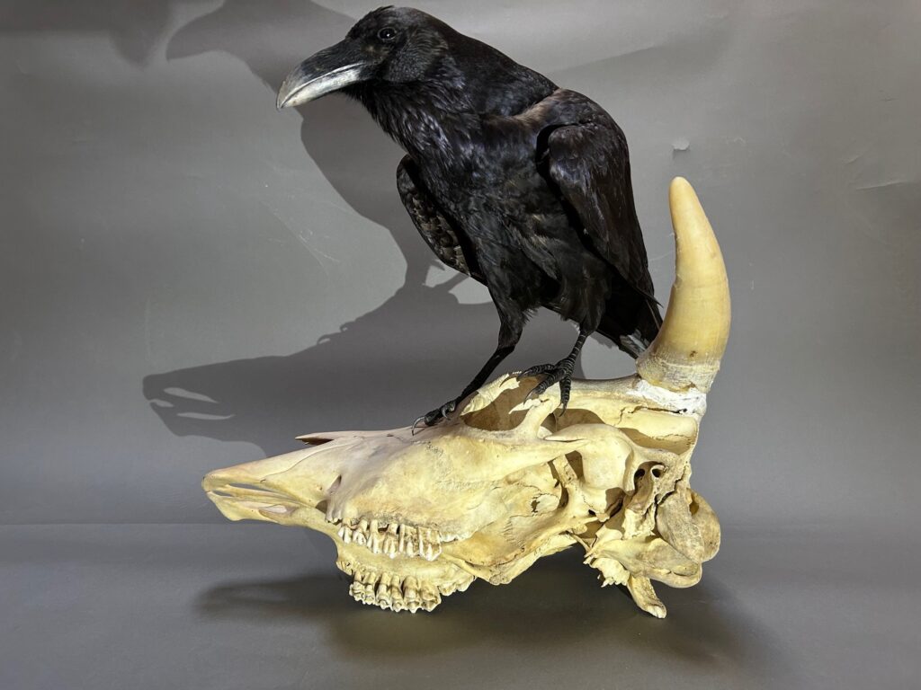 Corvus corax (Linnaeus, 1758), Kolkrabe, Präparator: Marcel Nyffenegger, Museum zu Allerheiligen Schaffhausen, Foto: Ivan Ivic
